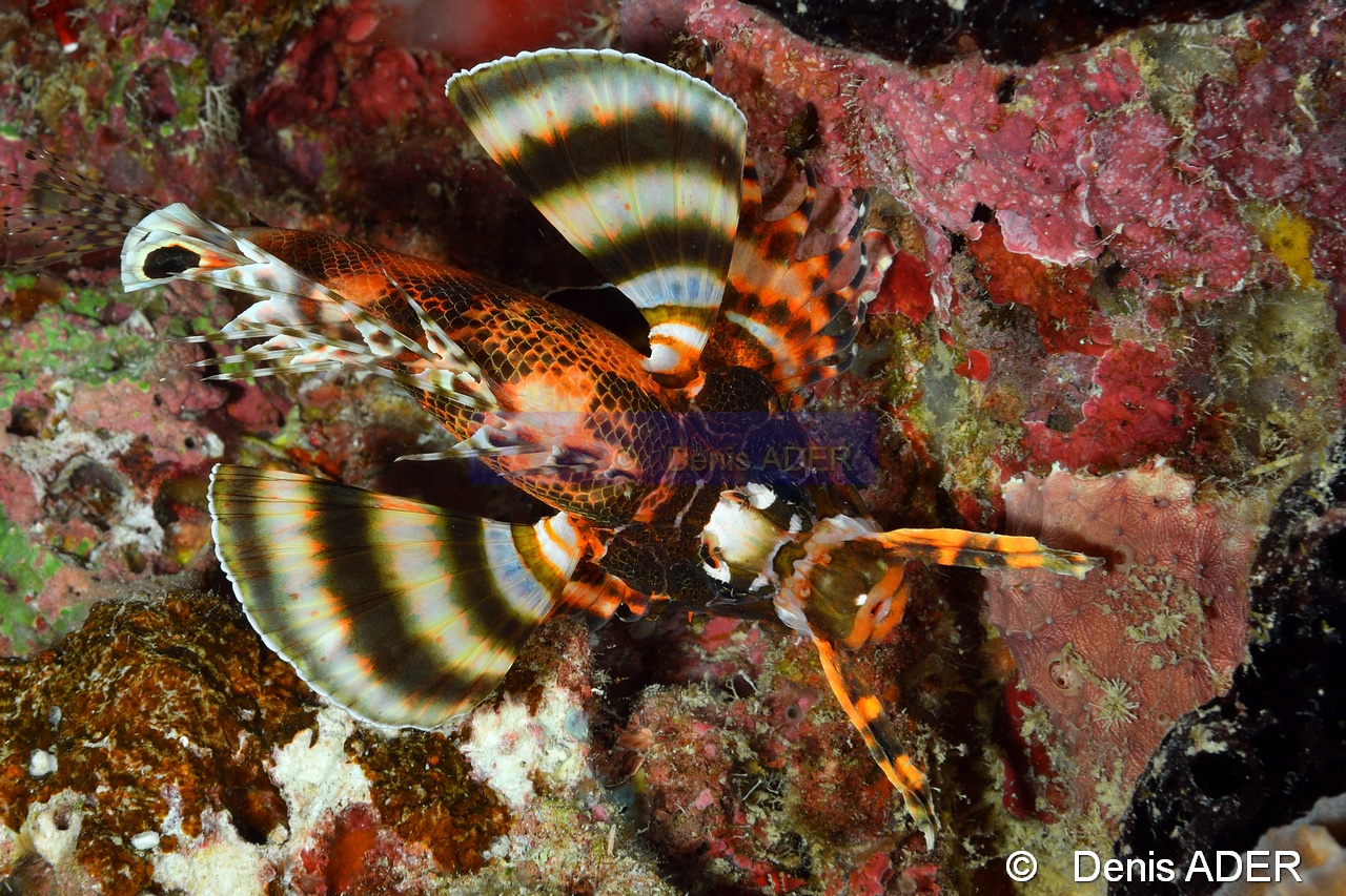 Dendrochirus biocellatus rascasse zebre a ocelles-Wakatobi Moga Island-3m-20180530nuit-Denis-ADER-DSC_2493_tn.jpg